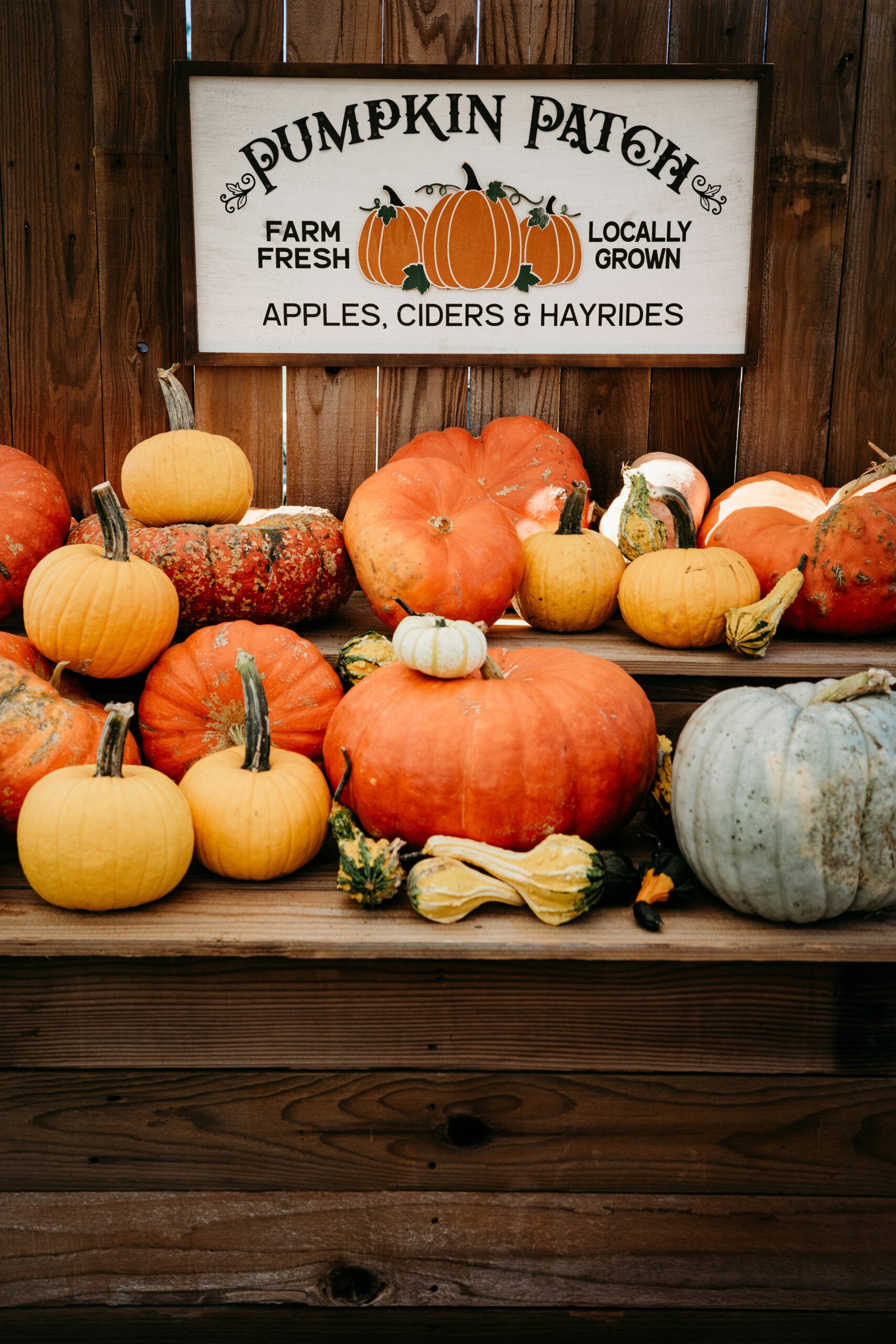 pumpkin patch in Iowa City